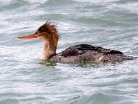Mergus serrator 22, Middelste zaagbek, Saxifraga-Bart Vastenhouw