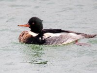 Mergus serrator 30, Middelste zaagbek, Saxifraga-Bart Vastenhouw