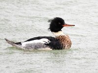 Mergus serrator 32, Middelste zaagbek, Saxifraga-Bart Vastenhouw