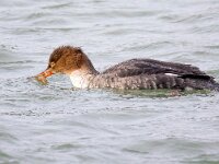 Mergus serrator 39, Middelste zaagbek, Saxifraga-Bart Vastenhouw