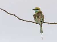 Merops orientalis 2, Kleine groene bijeneter, Saxifraga-Mark Zekhuis