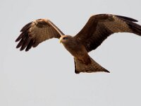 Milvus aegyptius 7, Geelsnavelwouw, Saxifraga-Bart Vastenhouw
