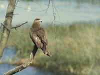 Milvus migrans 12, Zwarte wouw, Saxifraga-Kees van Berkel