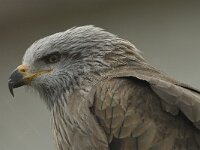 Milvus migrans 19, Zwarte wouw, Saxifraga-Willem van Kruijsbergen