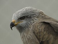 Milvus migrans 20, Zwarte wouw, Saxifraga-Willem van Kruijsbergen