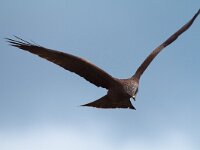 Milvus migrans 24, Zwarte wouw, Saxifraga-Martin Mollet