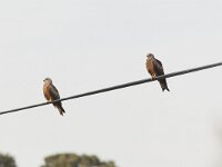 Milvus migrans 3, Zwarte wouw, Saxifraga-Martin Mollet