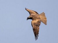 Milvus migrans 40, Zwarte wouw, Saxifraga-Bart Vastenhouw