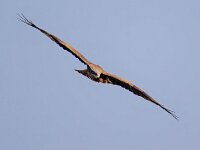 Milvus migrans 41, Zwarte wouw, Saxifraga-Bart Vastenhouw