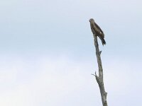 Milvus migrans 42, Zwarte wouw, Saxifraga-Mark Zekhuis