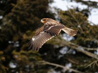 Milvus migrans 9, Zwarte wouw, Saxifraga-Piet Munsterman