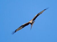 Milvus milvus 123, Rode wouw, Saxifraga-Bart Vastenhouw