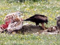 Milvus milvus 124, Rode wouw, Saxifraga-Bart Vastenhouw