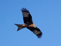 Milvus milvus 127, Rode wouw, Saxifraga-Bart Vastenhouw