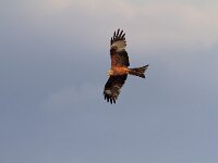 Milvus milvus 13, Rode wouw, Saxifraga-Martin Mollet