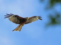 Milvus milvus 134, Rode wouw, Saxifraga-Mark Zekhuis