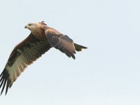 Milvus milvus 136, juvenile, Rode wouw, Saxifraga-Mark Zekhuis