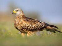 Red kite perched in green grass with flowers  Red kite (Milvus milvus) perched in Spanish Pyrenees, Vilagrassa, Catalonia, Spain. April. It is resident in the milder parts of its range in western Europe and northwest Africa, birds from northeastern and central Europe winter further south and west. : Flowers, animal, background, beak, beautiful, beauty, bird, bird of prey, birding, birdwatching, carnivore, catalonia, color, colorful, diurnal, elegance, environment, europe, european, eye, feathers, freedom, graceful, grass, green, hawk, hunter, kite, magnificent, milvus, natural, nature, ornithology, perched, perching, power, predator, prey, raptor, red, red kite, spain, summer, vilagrassa, wild, wilderness, wildlife, wing, wings