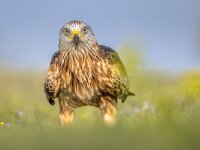 Red kite perched in green grass with flowers  Red kite (Milvus milvus) perched in Spanish Pyrenees, Vilagrassa, Catalonia, Spain. April. It is resident in the milder parts of its range in western Europe and northwest Africa, birds from northeastern and central Europe winter further south and west. : Flowers, animal, background, beak, beautiful, beauty, bird, bird of prey, birding, birdwatching, carnivore, catalonia, color, colorful, diurnal, elegance, environment, europe, european, eye, feathers, freedom, graceful, grass, green, hawk, hunter, kite, magnificent, milvus, natural, nature, ornithology, perched, perching, power, predator, prey, raptor, red, red kite, spain, summer, vilagrassa, wild, wilderness, wildlife, wing, wings