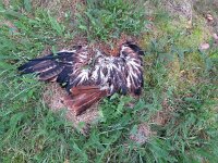 Milvus milvus 21, Rode wouw, Saxifraga-Mark Zekhuis