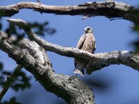 Milvus milvus 24, Rode wouw, juvenile, Saxifraga-Mark Zekhuis