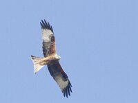 Milvus milvus 25, Rode wouw, Saxifraga-Mark Zekhuis