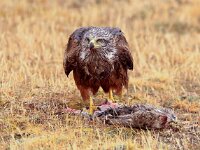 Milvus milvus 28, Rode wouw, Saxifraga-Bart Vastenhouw