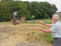 Milvus milvus 40, Rode wouw, juvenile, Saxifraga-Mark Zekhuis