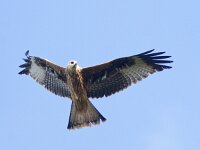 Milvus milvus 41, Rode wouw, juvenile, Saxifraga-Mark Zekhuis