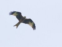 Milvus milvus 49, Rode wouw, Saxifraga-Mark Zekhuis