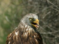 Milvus milvus 53, Rode wouw, Saxifraga-Dirk Hilbers