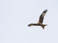 Milvus milvus 55, Rode wouw, Saxifraga-Mark Zekhuis