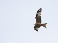 Milvus milvus 57, Rode wouw, Saxifraga-Mark Zekhuis