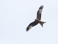 Milvus milvus 58, Rode wouw, Saxifraga-Mark Zekhuis