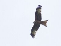 Milvus milvus 59, Rode wouw, Saxifraga-Mark Zekhuis