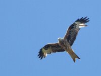 Milvus milvus 68, Rode wouw, female, Saxifraga-Mark Zekhuis