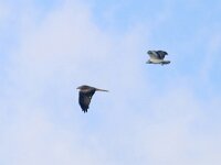 Milvus milvus 79, Rode wouw, Saxifraga-Mark Zekhuis