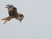 Milvus milvus 83, Rode wouw, Saxifraga-Mark Zekhuis