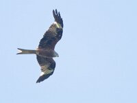 Milvus milvus 84, Rode wouw, Saxifraga-Mark Zekhuis