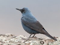 Monticola solitarius 3, Blauwe rotslijster, Saxifraga-Joerg Mager