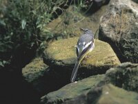 Motacilla cinerea 2, Grote gele kwikstaart, Saxifraga-Piet Munsterman