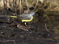 Motacilla cinerea 20, Grote gele kwikstaart, Saxifraga-Mark Zekhuis