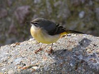 Motacilla cinerea 21, Grote gele kwikstaart, Saxifraga-Bart Vastenhouw