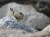 Motacilla cinerea 22, Grote gele kwikstaart, Saxifraga-Mark Zekhuis