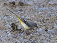 Motacilla cinerea 24, Grote gele kwikstaart, Saxifraga-Mark Zekhuis