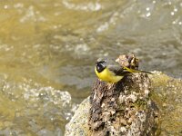 Motacilla cinerea 27, Grote gele kwikstaart, Saxifraga-Theo Verstrael
