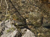 Motacilla cinerea 4, Grote gele kwikstaart, Saxifraga-Jan van der Straaten