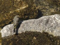 Motacilla cinerea 8, Grote gele kwikstaart, Saxifraga-Jan van der Straaten