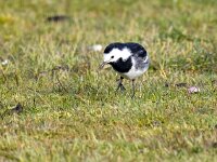 Motacilla yarrellii 23, Rouwkwikstaart, Saxifraga-Bart Vastenhouw