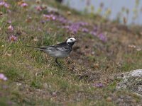 Motacilla yarrellii 4, Rouwkwikstaart, Saxifraga-Luc Hoogenstein : Engeland, England, Farne Isles, sea bird, sea birds, vogel, zeevogel, zeevogels